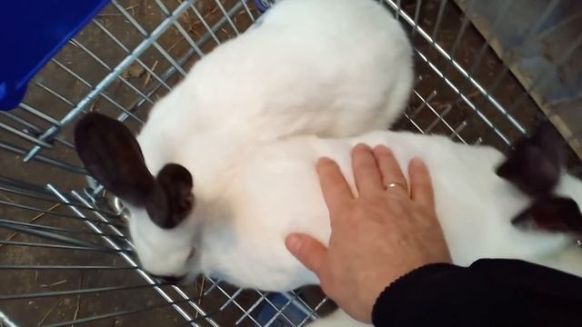 О чём вам расскажут кролики ИЛИ как он это делает Выращивание породных кроликов для племенной работ смотреть онлайн