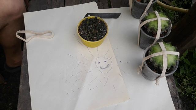 Продолжаем оперировать - прививка. Кактусы.