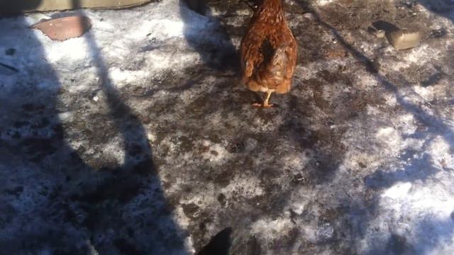 Такса гоняет курочек смотреть онлайн