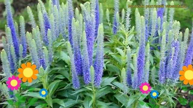 Вероника колосистая Ульстер Блю Дварф. Краткий обзор veronica ulstar dwaft blue Ulstar Dwaft Blue смотреть онлайн