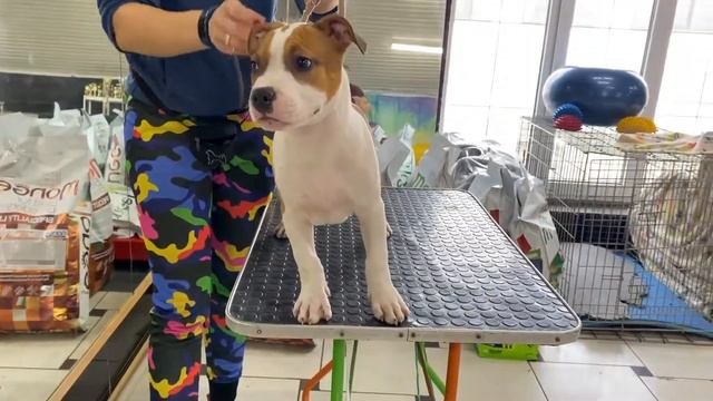 Беляш в хендлинг зале \ Стаффордширский терьер смотреть онлайн