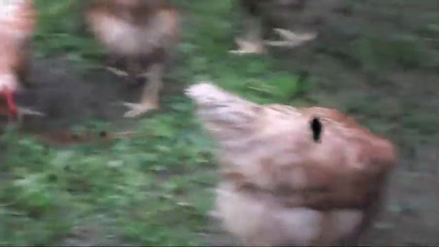 Куры под дождём