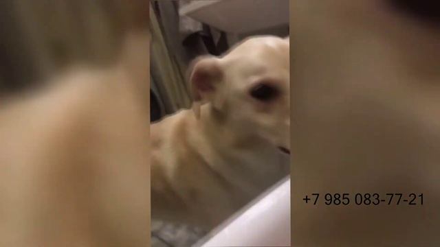 Успенское пропала дворняжка смотреть онлайн