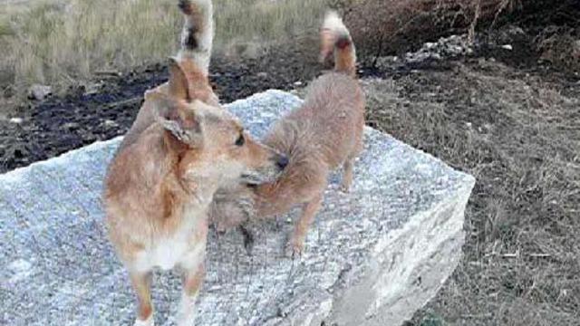 С*чка лезет на кобеля.