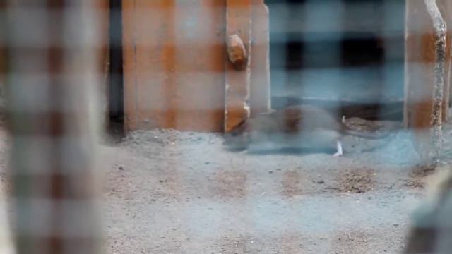 Крысы прописались в птичьих вольерах смотреть онлайн