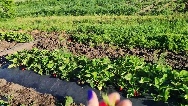 Начинает созревать клубника на откром грунте. Джоли, Прими. смотреть онлайн