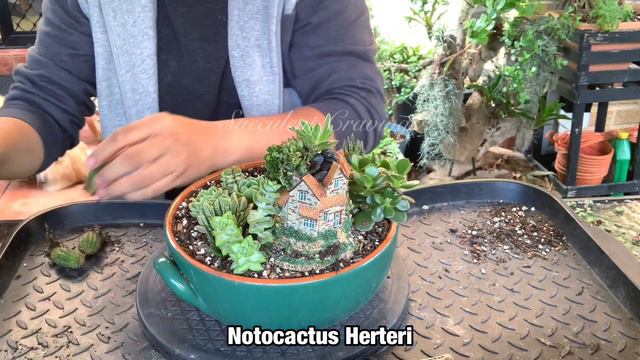 Old English House Succulent Arrangement смотреть онлайн