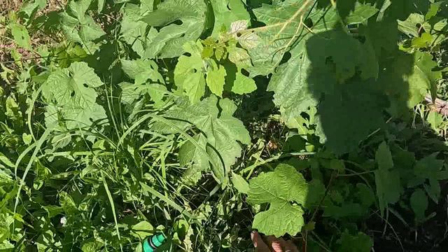 что делать с виногадником в конце июня смотреть онлайн