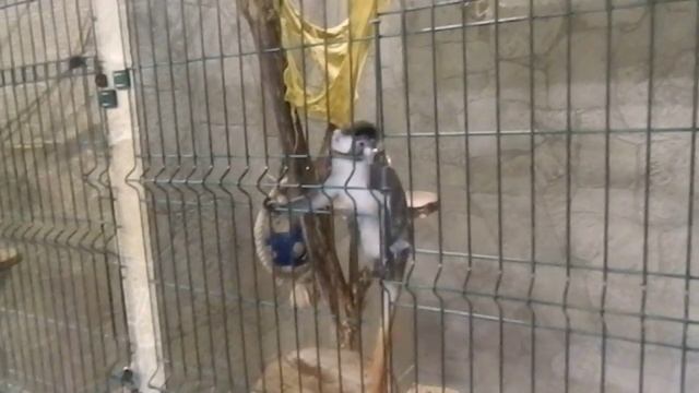 4 мартышка белоносая смотреть онлайн