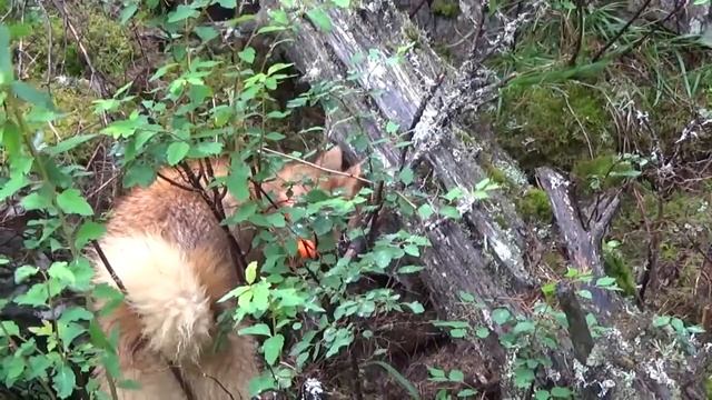 Лайки Айка и Мана (нахаживание в тайге) смотреть онлайн