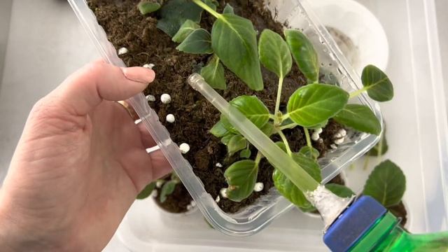 Глоксинии. Вегетативное размножение смотреть онлайн