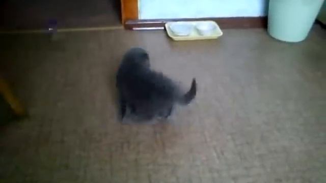 Буся ( шотландский вислоухий) смотреть онлайн