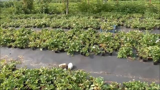 ФЛОРИДА БЬЮТИ - вторая волна плодоношения. смотреть онлайн