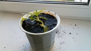 История каланхоэ Оленьи рожки. Уход за цветами