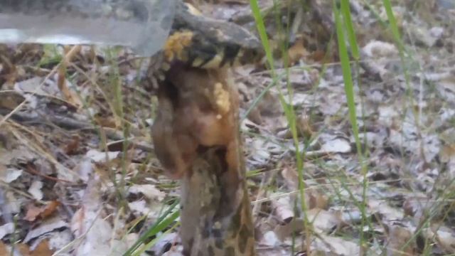 Из пасти змеи вышла лягушка