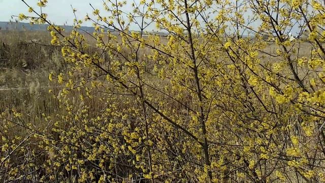 Как цветёт кизил! С ним часто так!  Но он  красавец! Ягодами балует всегда!/How The Dogwood Blooms!