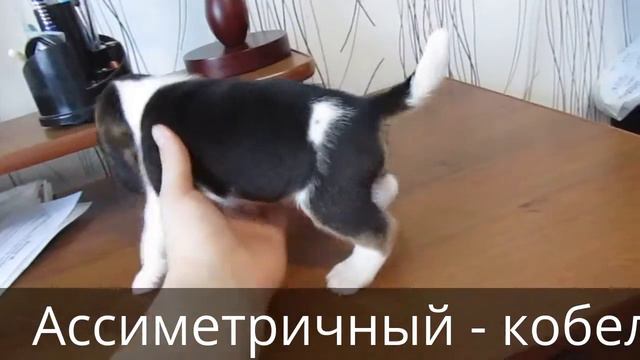 Ассиметричный - кобель см смотреть онлайн