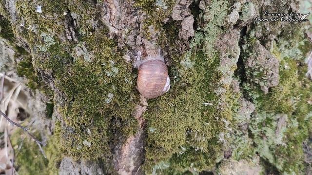 Стихи о любви... Стихи о жизни...О душе...Звуки природы...#стихи... #стих смотреть онлайн