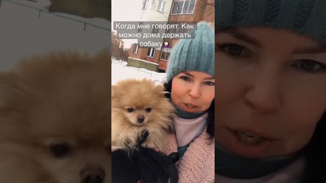 СОБАКА НА ЦЕПИ В КОНУРЕ! #собака#шпиц#друг#охранник#охрана#малыш смотреть онлайн