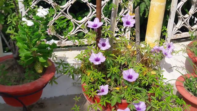 IpomeaVine🌿Beautifully Blooming// Lovely Purple Flower Vine🌸🌼🌿🌼🌸🌿 смотреть онлайн