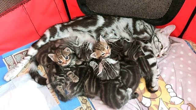 Котята Американской короткошерстной породы