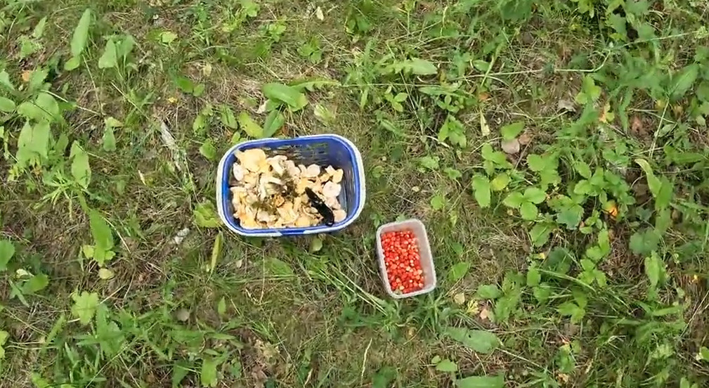 Первые лисички и земляника в 2023 году!!! Грибы пошли??? смотреть онлайн