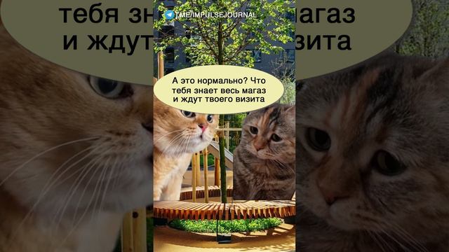 Стала знаменитой #мыкотики #разговор #анекдот #шутки #коты #юмор #смешное #прикольно #мемы #cat смотреть онлайн
