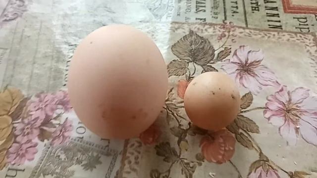 КИНДЕР КУРИНОЕ ЯЙЦО-KINDER CHICKEN EGG смотреть онлайн