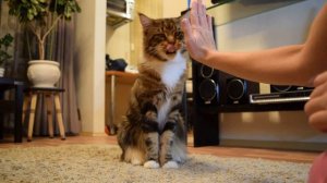 Процесс дрессировки мейн-куна