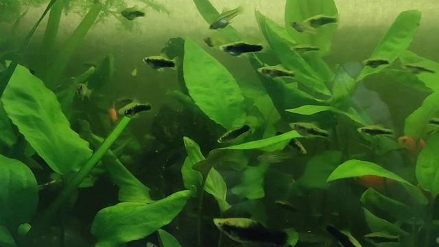 аквариумные рыбки меченосцы смотреть онлайн