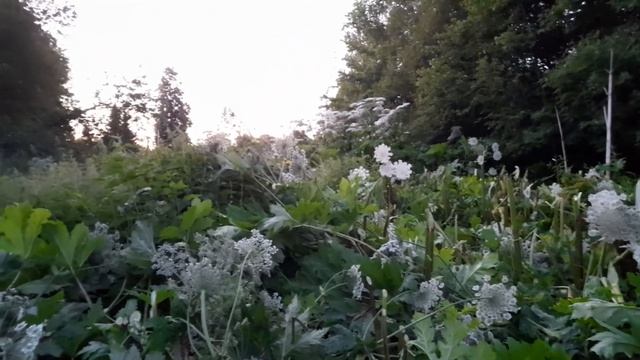 Большая проблема в деревне. Борьба с борщевиком смотреть онлайн
