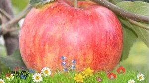 Яблоня обыкновенный Осеннее полосатое ? Обзор: посадка и уход. крупномеры: описание и особенности