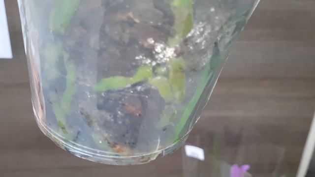 ОБЗОР ОРХИДЕЙ.РОСТОК /01.03.23/ смотреть онлайн