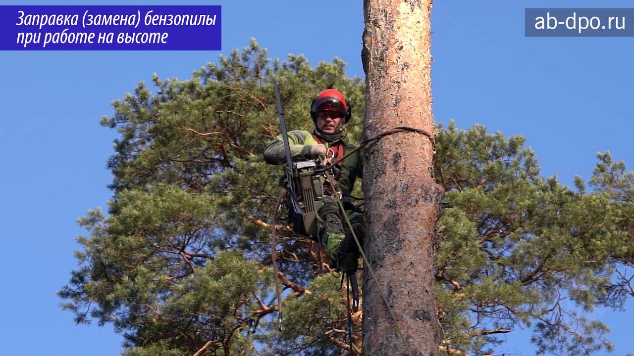 Арбористика. Элементы работы арбориста