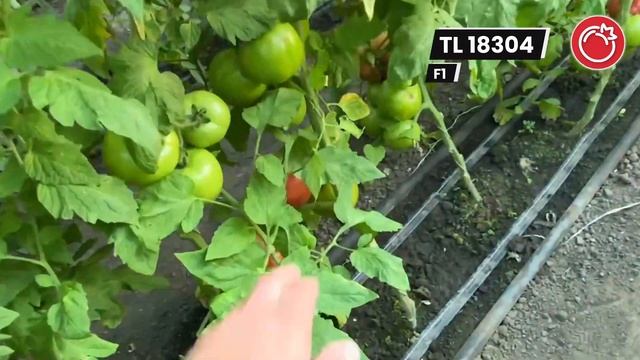 Новый розовый томат от компании ESASEM. TL 18304 F1. В продаже уже с сентября 2021 года. смотреть онлайн