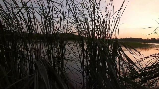 Охота на утку 2021. Стаи прут как на перелёте / MAX HUNTER