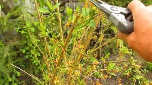 КАК ОБРЕЗАТЬ ФОРЗИЦИЮ ДЛЯ ФОРМИРОВКИ ШАРОМ.