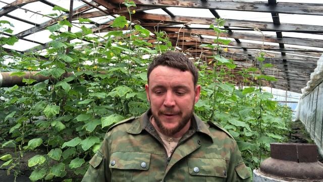 о вкусах выбранных гибридов смотреть онлайн