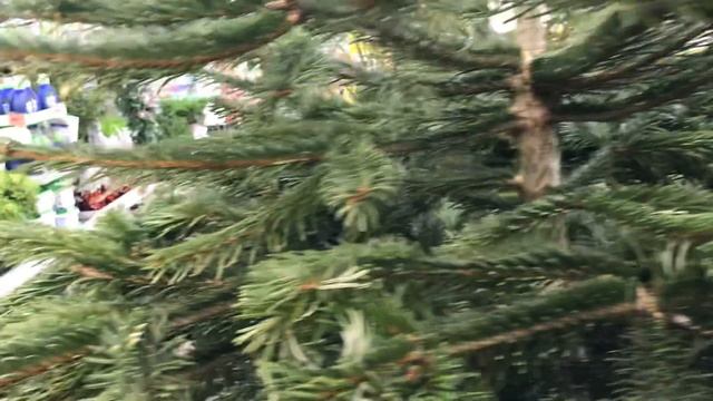 Живые Ёлочки в Оби. На праздник к вам пришли.... смотреть онлайн