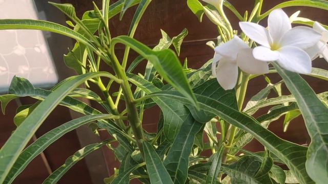 @suruchisharma7-21 Care of Champa/plumeria plant смотреть онлайн