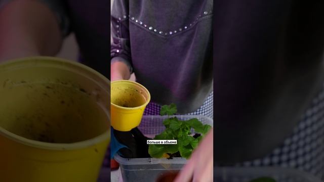 Как я подбираю горшки для пересаживания