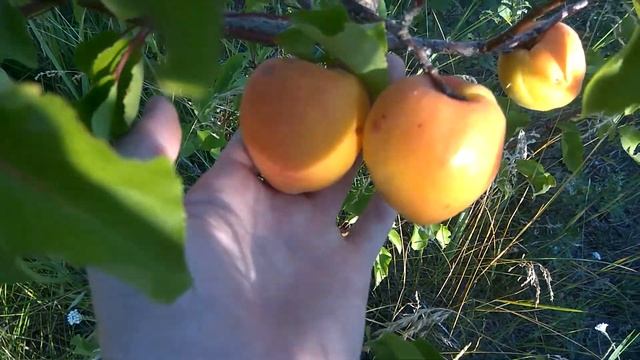 Клон абрикоса Академик начинает созревать. смотреть онлайн