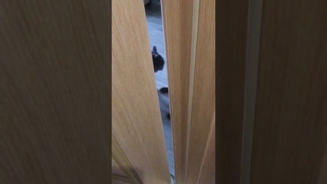 Молилась ли ты на ночь Дездемона)))) смотреть онлайн