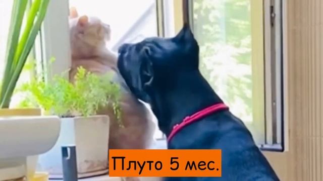 Щенок кане корсо растет с котом! смотреть онлайн