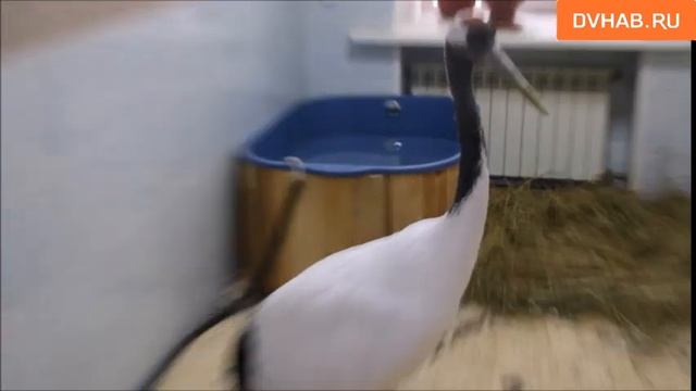 Китайский журавль Эгор появился в "Питоне" смотреть онлайн