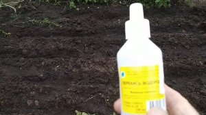 ☼Посадка укропа , замачивание семян перед посадкой двумя способами.