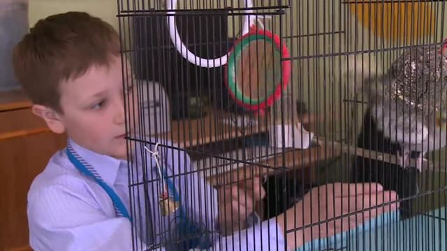 7 школа 4А класс. Урок в теплице смотреть онлайн