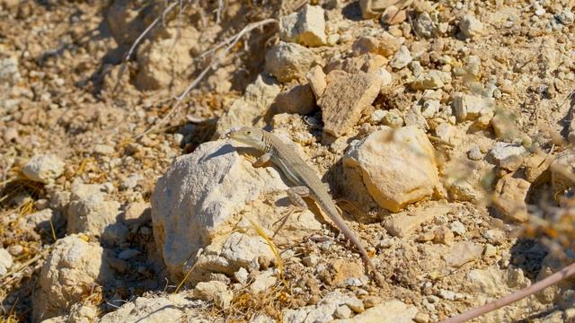 WILDLIFE and ANIMALS of CYPRUS. 4K Video of two beautiful lizards. Video hunting for wild animals. смотреть онлайн
