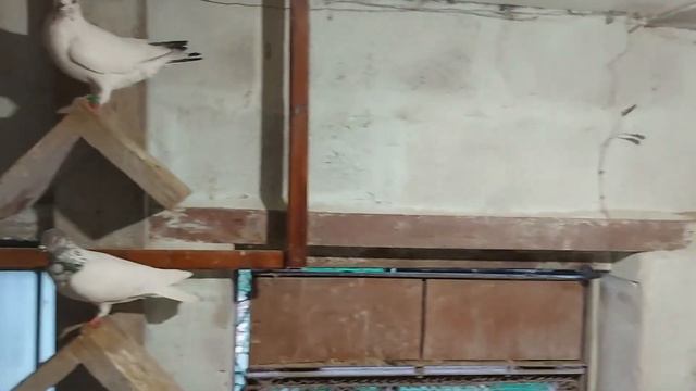 голуби венгрии будапештские высоколетные смотреть онлайн