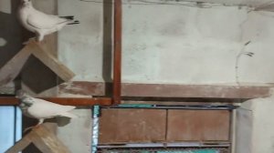 голуби венгрии будапештские высоколетные